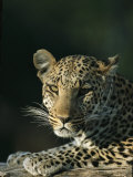 A Leopard, Panthera Pardus, Rests in a Tree