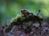 Rough-Skinned Newt
