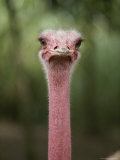 A Captive Adult Male Ostrich, Strutheo Camelus, from Africa