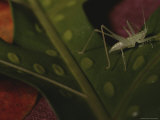 A Grasshopper Scales a Leaf