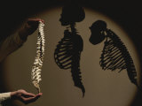 Australopithecus Afarensis Model with Human and Chimp Shadows Behind
