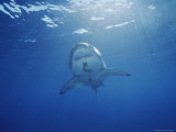 A Great White Shark Swims Through Sunlit Waters off Guadalupe Island