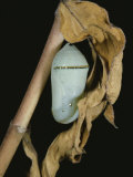 Close View of a Monarch Chrysalis (Danaus Plexippus) on a Tree Branch