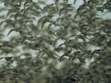 Flock of Migrating Sandpipers
