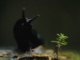 Close View of Slug, Clayoquot Sound, Vancouver Island