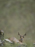 Buy An Alert Pronghorn Calf (Antilocapra Americana) Lies on the Ground at AllPosters.com