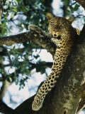 Close View of Leopard in Tree