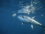 Buy A Giant Bluefin Tuna Feeds at the Waters Surface at AllPosters.com