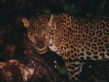 A Wounded Jaguar Eats a Peccary it Killed During a Fight