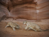 Two Mountain Lions Spar in a Canyon