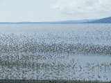 Flocks of Migrating Sandpipers