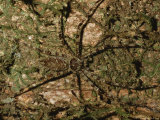 A Well Camouflaged Large Huntsman Spider, Heteropoda Species