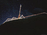 A Shrimp Crawls over Rock in Inky Black Water