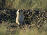 A Black-Tailed Prairie Dog Peers over the Entrance to its Burrow