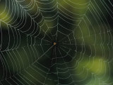 Spider Web, Australia