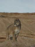 A Mountain Lion Surveys its Domain from Atop a Rock