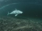 A Beluga Whale Swimming on its Side