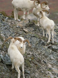 Dalls Sheep in Denali National Park