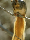 A Fox Squirrel Balances on a Tree Limb While it Eats