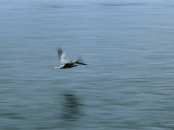 A Pelican Flies Low over Calm Water
