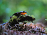 Rough-Skinned Newt
