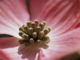 Spring Flowers, Pink Dogwood, Mid-May, Massachusetts