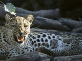 A Female Leopard, Panthera Pardus, with Cubs Snarls at the Camera