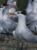 A Royal Tern with a Fish in its Mouth
