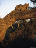 A Leopard, Panthera Pardus, Rests on a Large Tree Limb