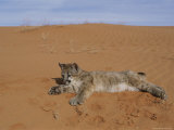 A Young Mountain Lion Rests on a Sand Dune