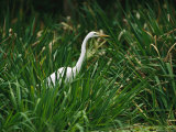 A Great Egret, Casmerodius Albus, Standing in Tall Grasses