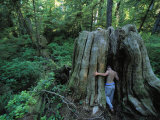 A Shirtless Man Enters a Hollow Tree Stump in a Dense Wood