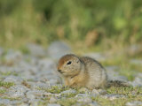 An Arctic Ground Squirrel, Spermophilus Parryii, Sitting Amid Pebbles