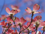 Spring Flowers, Pink Dogwood, Mid-May, Massachusetts