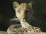 A Leopard, Panthera Pardus, Rests in a Sunny Spot