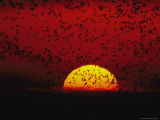 Sandhill Cranes (Grus Canadensis) by the Hundreds Fly Across the Sky
