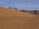 Two Young Mountain Lions Walk Across a Sand Dune