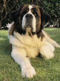 Portrait of a Saint Bernard Dog