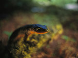 Rough-Skinned Newt