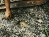Buy Fresh Footprints, Maybe 15 Minutes Old, Indicate Flecheiros are Nearby at AllPosters.com