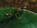 Close View of a Jumping Spider, Myrmarachne Sp