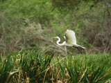 A Great Egret, Casmerodius Albus, Flying over Tall Grasses