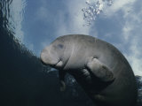 Close View of a Florida Manatee in Floridas Crystal River