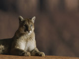 A Portrait of a Mountain Lion at Rest