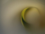 Buy A Detail of a Calla Lily Flower at AllPosters.com
