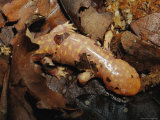 Salamander in Larval Stage in Leaf Litter