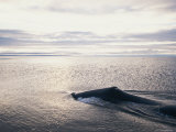 An Endangered Bowhead Whale Surfacing in the Foxe Basin