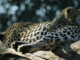 A Leopard Cub, Panthera Pardus, Crawls over its Resting Mother
