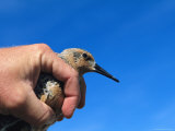 Red Knot Sandpiper