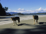 Gray Wolves on Beach